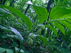 Polygonatum latifolium