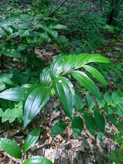Polygonatum latifolium