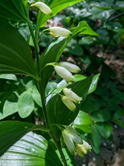 Polygonatum latifolium