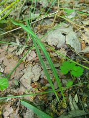 Ornithogalum fimbriatum
