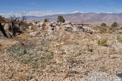 Astragalus sepultipes