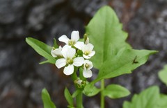 Cardamine breweri