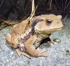 Bufo gargarizans