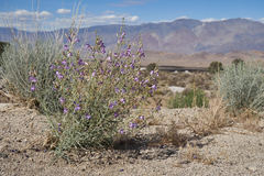 Penstemon incertus