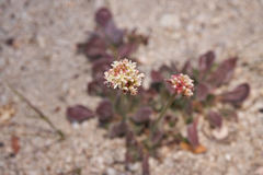 Eriogonum latens