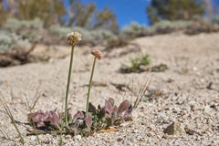 Eriogonum latens