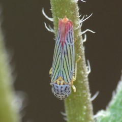 Graphocephala aurora