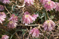 Trifolium dedeckerae