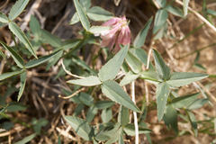 Trifolium dedeckerae