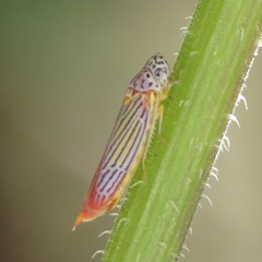 Graphocephala aurora