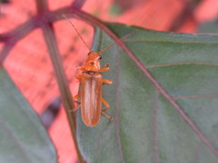 Lycocerus vitellinus
