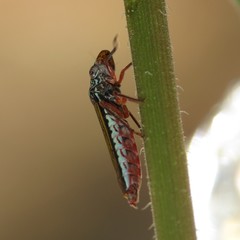 Homalodisca elongata