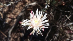 Lampranthus productus