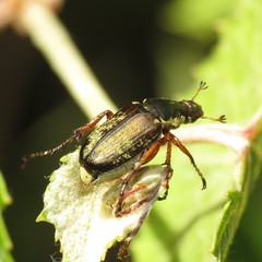 Macrodactylus uniformis