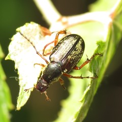 Macrodactylus uniformis