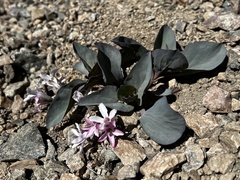 Cycladenia humilis var. venusta
