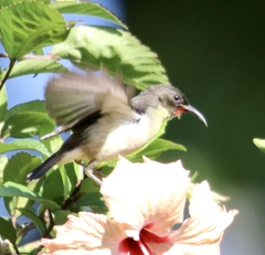 Myzomela jugularis