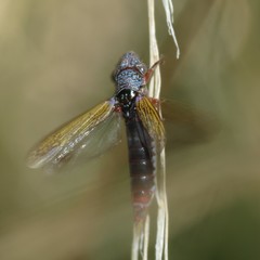 Homalodisca elongata