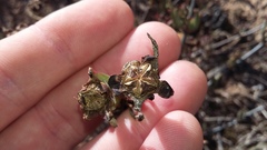 Lampranthus productus