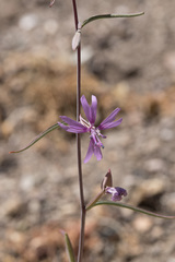 Clarkia xantiana
