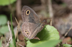 Ypthima stellera