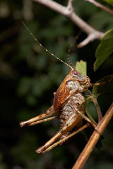 Neduba castanea