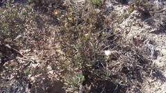 Lampranthus productus