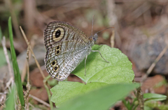 Ypthima stellera