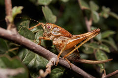 Neduba castanea