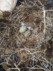 Charadrius semipalmatus