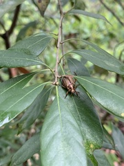 Anomala inconcinna