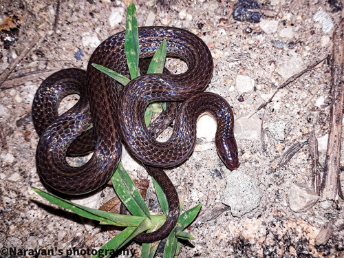 Blackbelly Worm-eating Snake