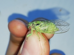 Cicadetta pellosoma