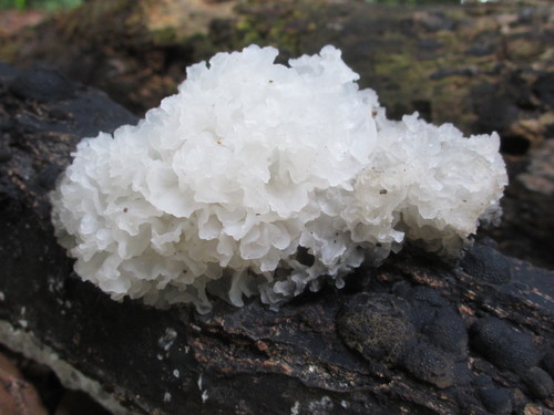 Tremella fuciformis