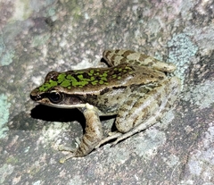 Odorrana tianmuii