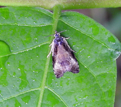 Olethreutes nigranum