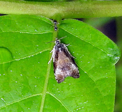 Olethreutes nigranum