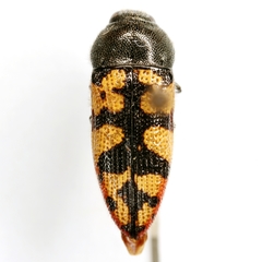 Acmaeodera tiquilia