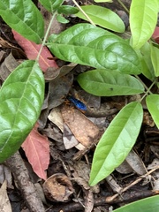 Leptodialepis bipartitus