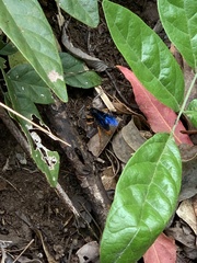 Leptodialepis bipartitus