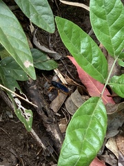 Leptodialepis bipartitus