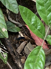 Leptodialepis bipartitus