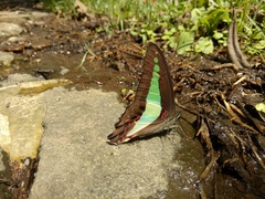 Graphium sarpedon