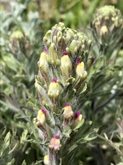 Castilleja exserta latifolia