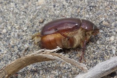 Phyllophaga anxia