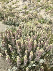 Castilleja exserta latifolia
