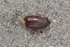 Phyllophaga anxia