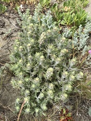 Castilleja exserta latifolia