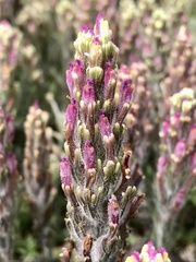 Castilleja exserta latifolia