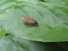 Blattella nipponica